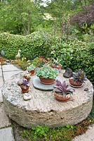 Old millstone used as a table for potted succulents including Echeveria and Agave  Flowering Lilium - lilies with ivy hedge