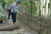 Willow Fence Construction -  Men working in tandem to continue weaving willow between uprights as the fence gains height