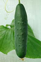 Cucumis sativus 'Marketmore' AGM - Ridge cucumber growing in a greenhouse, August