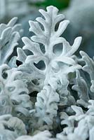 Senecio cineraria - Dusty miller, September