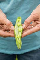 Step by step -  Harvesting Broad Bean 'Aquadulce Claudia' - pod split open showing beans