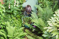 Woman weeding shady border