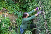 Woman cutting back foliage growing through fence
