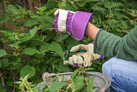 Cutting back nettles