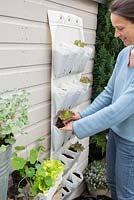 Step by step -  Planting vertical shoe holder with fruit and vegetables