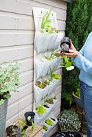 Step by step -  Planting vertical shoe holder with fruit and vegetables