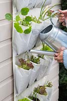 Step by step -  Planting vertical shoe holder with fruit and vegetables