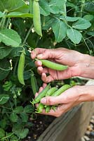 Step by step - Pea 'Kelvedon Wonder' - harvesting