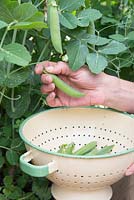 Step by step - Pea 'Kelvedon Wonder' - harvesting