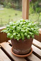 Step by step - Container grown basil - Ocimum basilicum