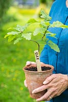 Step by step for making homemade labels - Labeled oak tree sapling in pot 