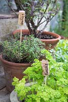 Containers of herbs with recycled corks as plant labels - Thyme and Parsley 