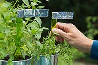 Step by step for creating metallic plant labels - Placing labels in containers of herbs 