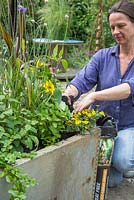 Planting large galvanised container with dwarf bean 'Concador', Blackcurrant sage, Variegated ginger mint, Red veined sorrel, Indian mint, Lime mint, Fuchsia 'Upright Blackie', Sanvitalia 'Sunny Trailing', Salvia officinalis Purpurascens, Ornamental Millet F1 'Purple Baron and Catananche caerulea