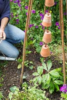 Step by step - creating a decorative wigwam with terracotta pots and planting with Ipomea and Cobaea scandens - watering newly planted plants 