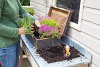 Step by step - Planting old wooden box container with Thymus green/yellow and Thymus serpyllum coccineus
