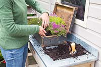 Step by step - Planting old wooden box container with Thymus green/yellow and Thymus serpyllum coccineus
