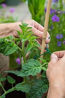 Tying in tomato 'Big Boy'