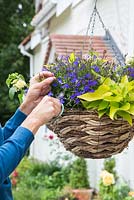 Hanging basket - deadheading 