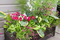 Step by step - mixed wooden trough in summer with Nicotiana 'Cuba Mix', Cos Lettuce 'Little Gem', Trailing Lobelia 'Fountain Crimson', Hosta 'Frances William' and Cosmos 'Sensation Mixed'
 