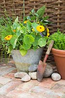 Step by step - old bucket container with nasturtiums, calendular, helianthus - sunflower and chives