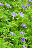 Geranium 'Brookside'. Ashley Farm, Stansbatch, Herefordshire, UK