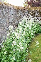 Centranthus ruber 'Albus'. Fowberry Mains Farmhouse, Wooler, Northumberland, UK