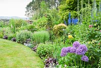 Mixed border includes alliums, heucheras, geraniums with tall Delphinium Pacific Giants behind. Fowberry Mains Farmhouse, Wooler, Northumberland, UK