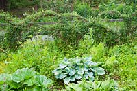 Woven living willow against the boundary fence with wild garden inside including hostas and gunnera. Fowberry Mains Farmhouse, Wooler, Northumberland, UK