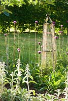 Circular bed in lower garden with Stachys byzantina, Cirsium heterophyllum and Allium sphaerocephalon around a metal obelisk. Fowberry Mains Farmhouse, Wooler, Northumberland, UK
