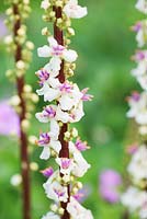 Verbascum chaixii 'Album'. Fowberry Mains Farmhouse, Wooler, Northumberland, UK