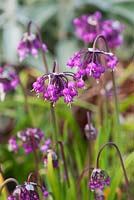 Allium cernuum. Fowberry Mains Farmhouse, Wooler, Northumberland, UK