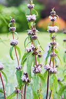 Phlomis tuberosa 'Bronze Flamingo'. Fowberry Mains Farmhouse, Wooler, Northumberland, UK