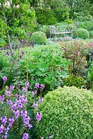 Clipped box spheres sit beside purple Erysimum 'Bowles' Mauve', lupins, hardy geraniums and roses with ironwork bench beyond. 