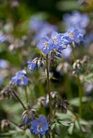 Polemonium reptans 'Stairway to Heaven'