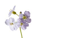 Cardamine pratensis - Cuckooflower