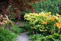 Gravel path leading through lush mixed herbaceous, tree and shrub beds with Rhodendron, Acer, Pieris and Rodgersia in June