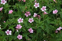 Geranium x oxonianum 'Wargrave Pink' 