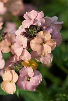 Erysimum 'Constant Cheer'