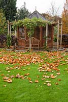 Autumnal garden with wooden Summer house. Planting of Fagus sylvatica 'Dawyck Gold', Betula utilis jacquemontii 'Doorenbos', Trachelospermum jasminoides and Wisteria sinensis 'Prolific'
