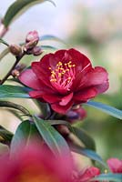 Camellia japonica 'Night Rider'