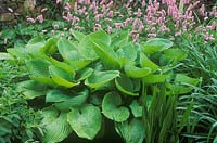 Hosta sum and substance, persicaria bistorta superba funkia adderwort bistort snakeweed 