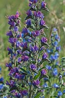 Vipers Bugloss Echium vulgaris summer flowers 