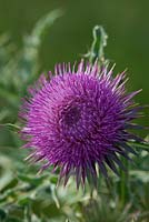 Carduus nutans  - Musk Thistle summer flower 