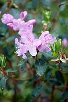 Rhododendron oreotrephes 'Blue Calyptus'