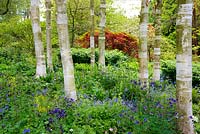 A stand of Betula utilis 'Jacquemontii' underplanted with spring flowers at Newby Hall Gardens, North Yorkshire.
