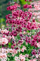 Primula pulverulenta 'Bartley Hybrids'