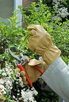 Woman wearing thorn-proof leather gloves whilst pruning back excess growth on a Pyracantha shrub