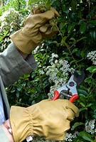 Woman wearing thorn-proof leather gloves whilst pruning back excess growth on a Pyracantha shrub