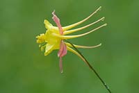 Aquilegia 'McKana Hybrid'